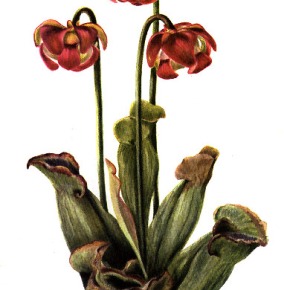 Canada’s Gentle (and only) Carnivorous Plant