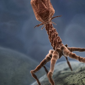 The Undead Assassins Living in Your Body: Bacteriophages!