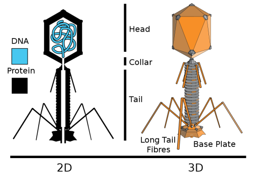 Diagram of Bacteriophage. Image sourced from Wiki Commons © Adenosine